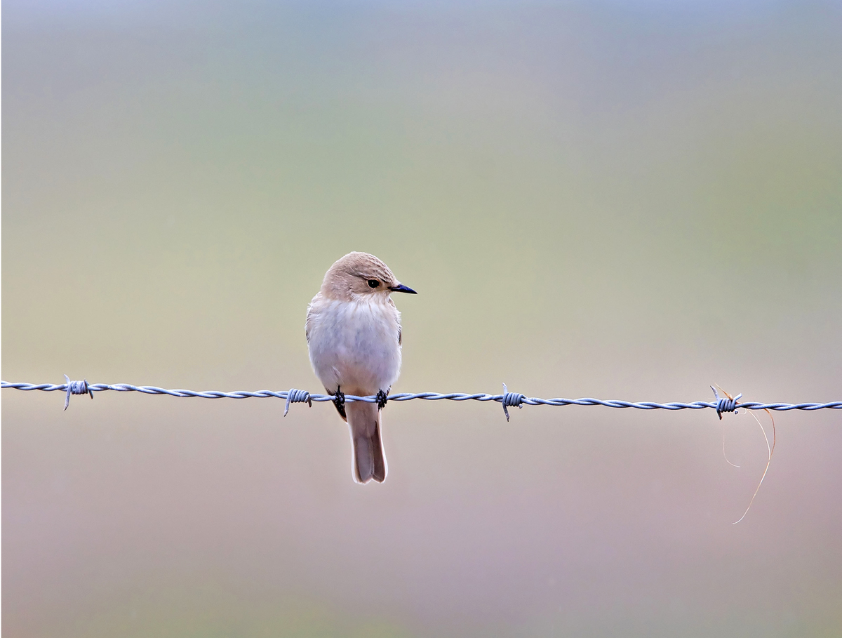 Nesting Material