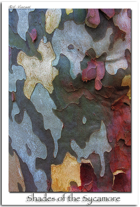Shades of the Sycamore