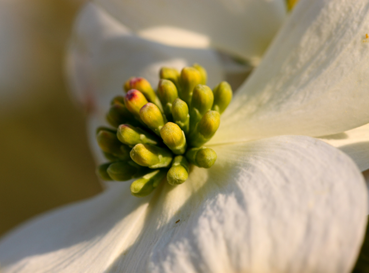 Dogwood Close-Up