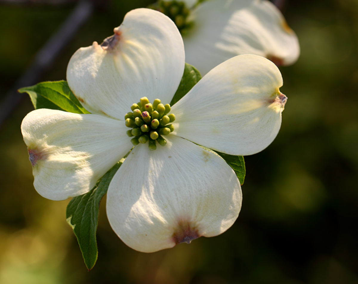 Arkansas Dogwood