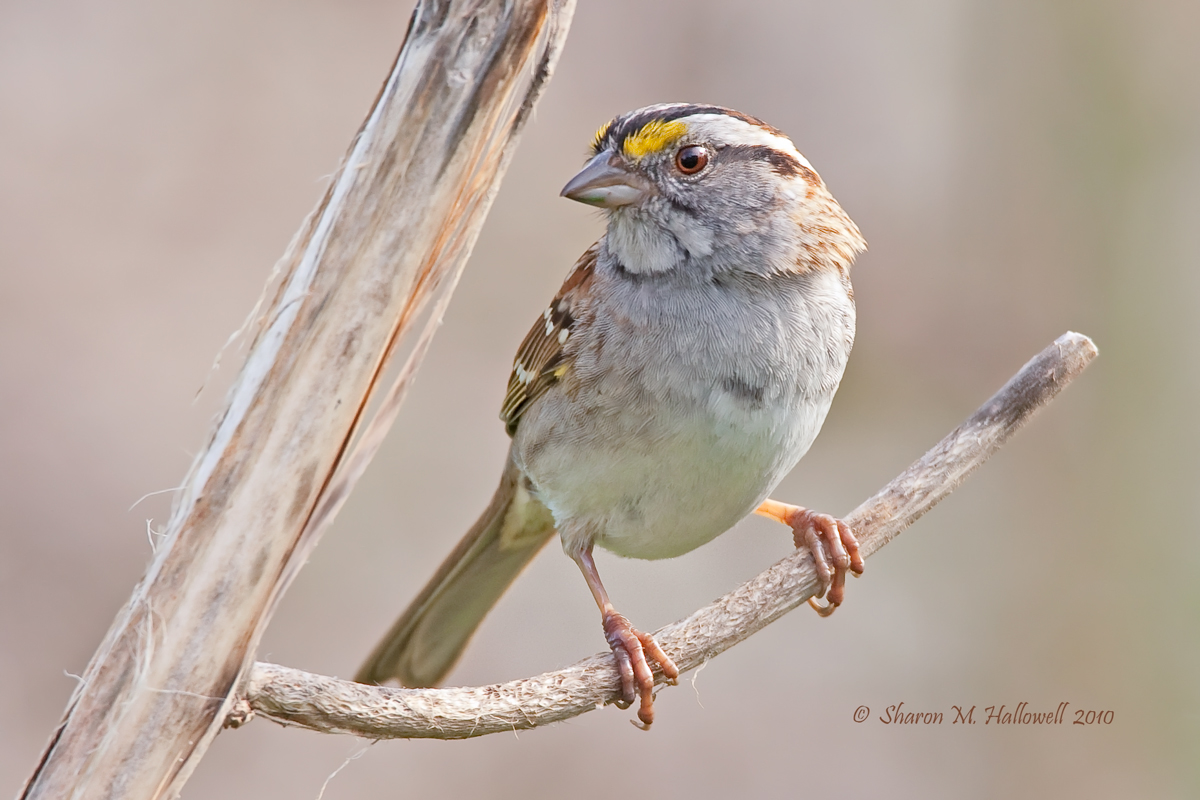 White-throated Sparrow
