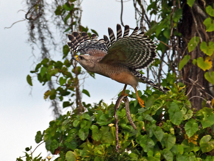 Hawk With Snake