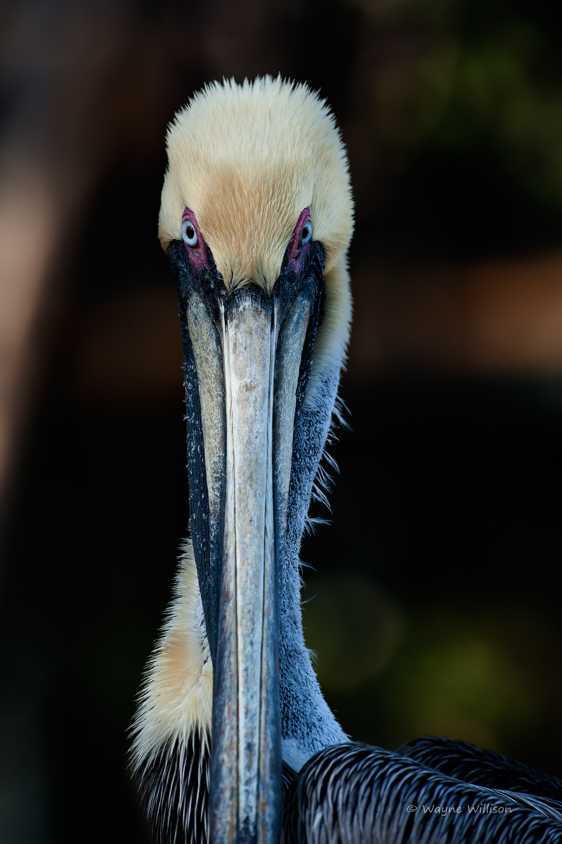 The Look