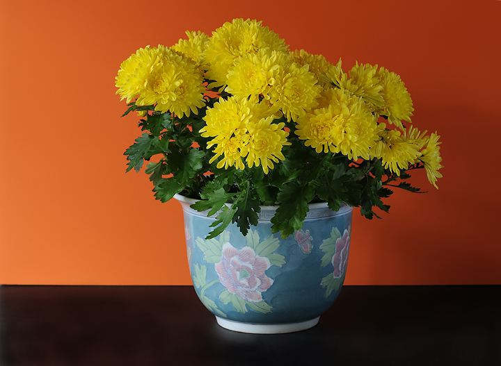 Vibrant Colors