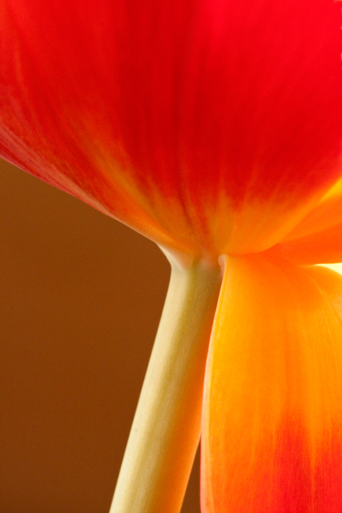 Backlit tulip