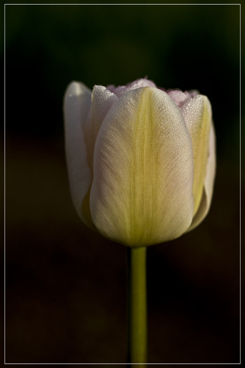Early Morning Dew
