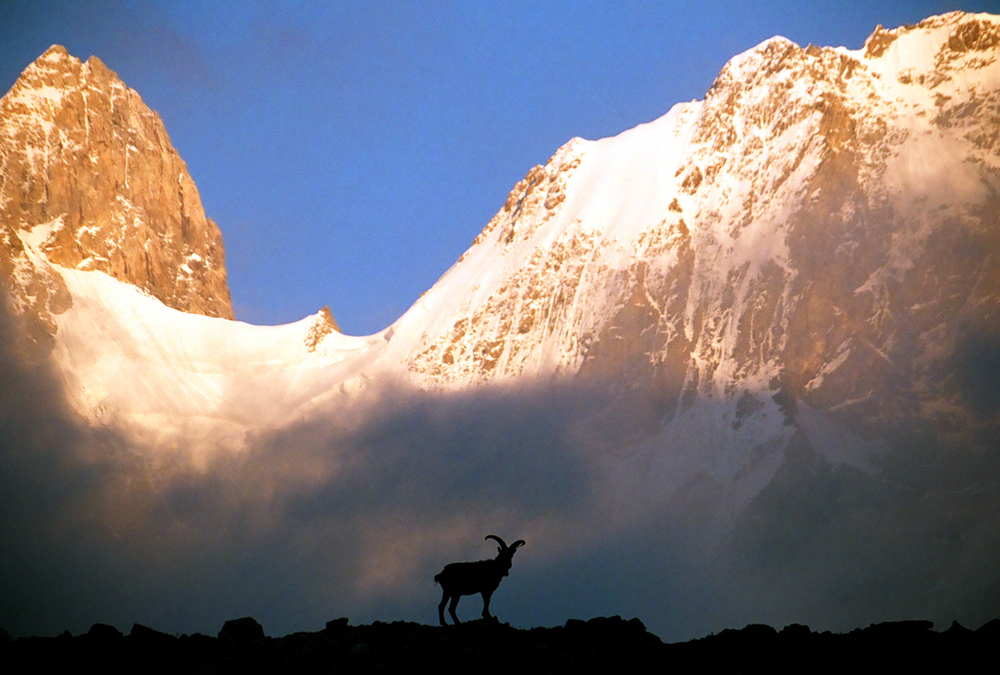 Ibex in Caucas sunset