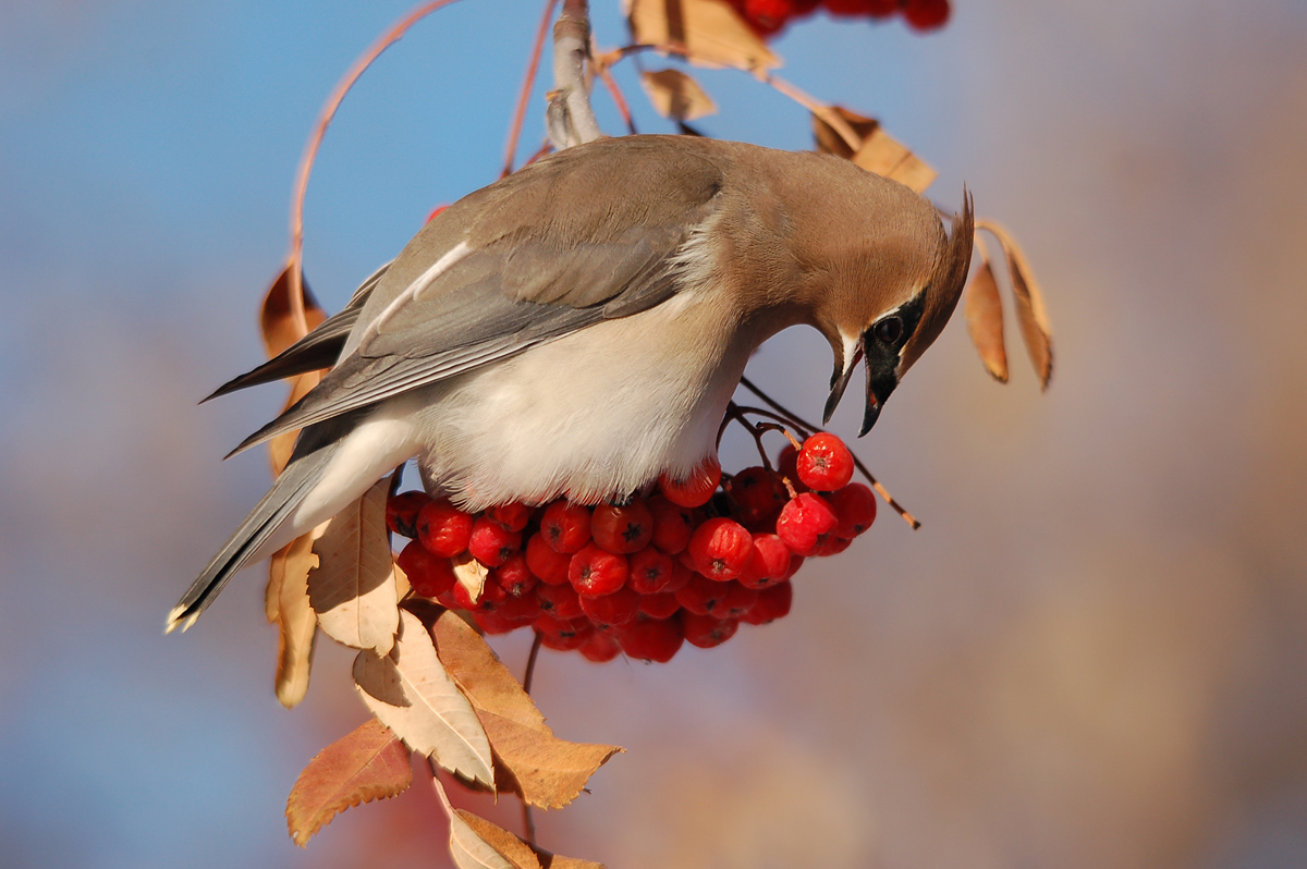 Winter Waxwing