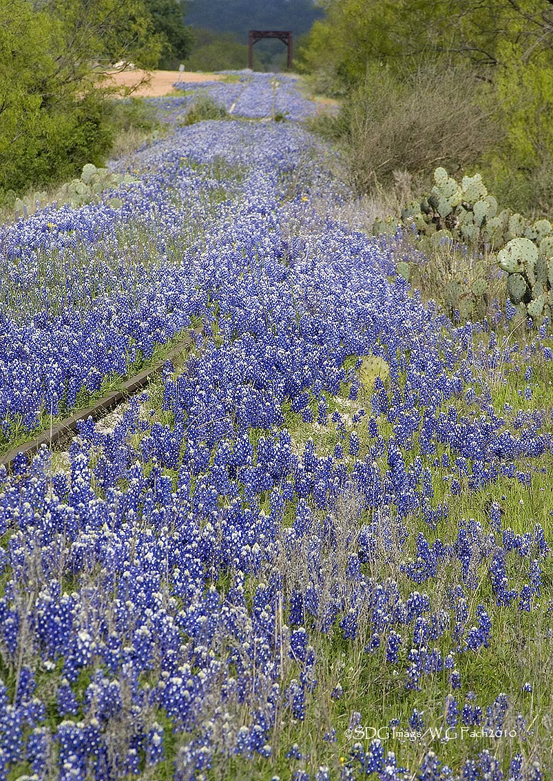 Bluebonnet Railroad