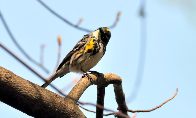 Yellow Rumped Warbler