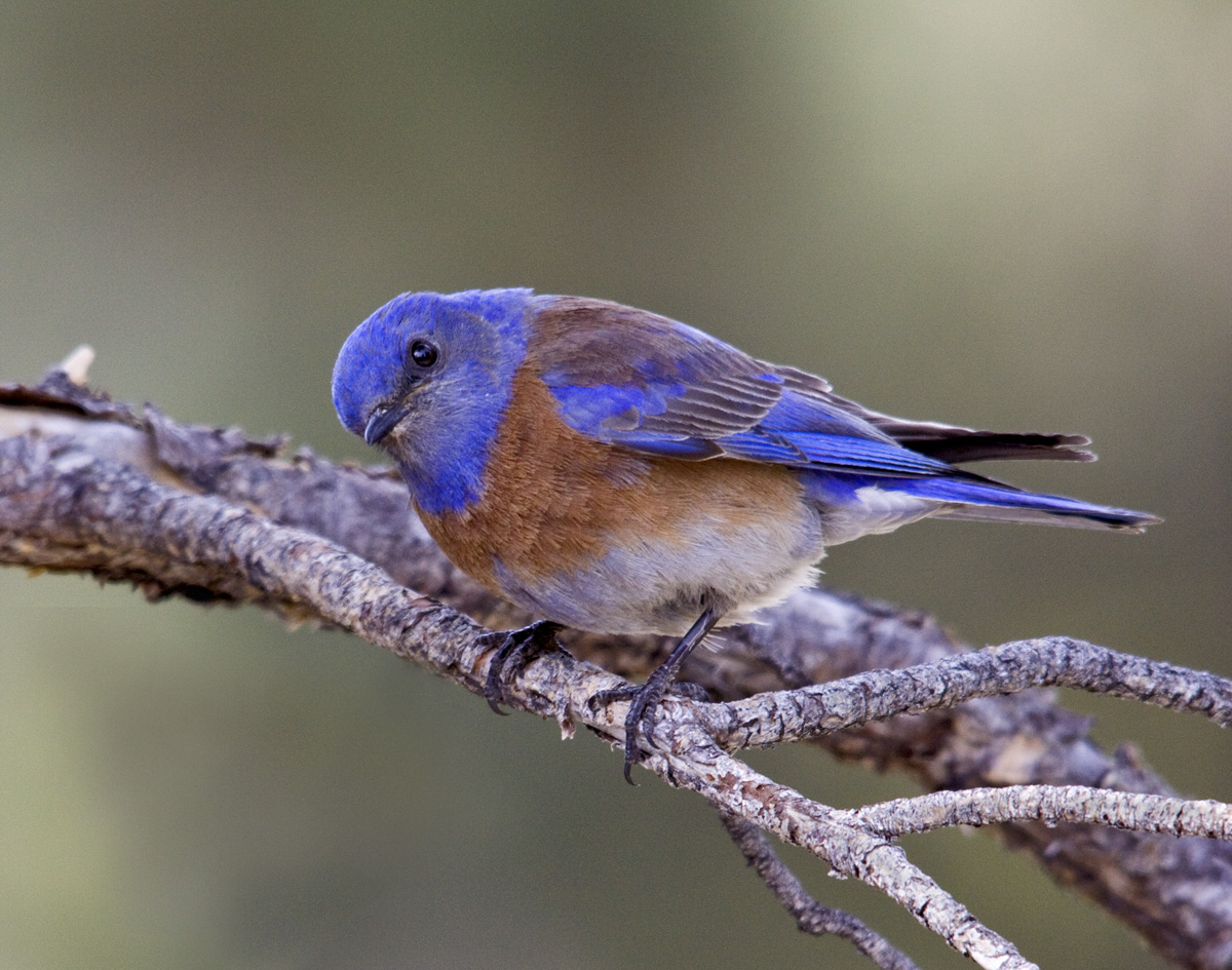 Western Bluebird