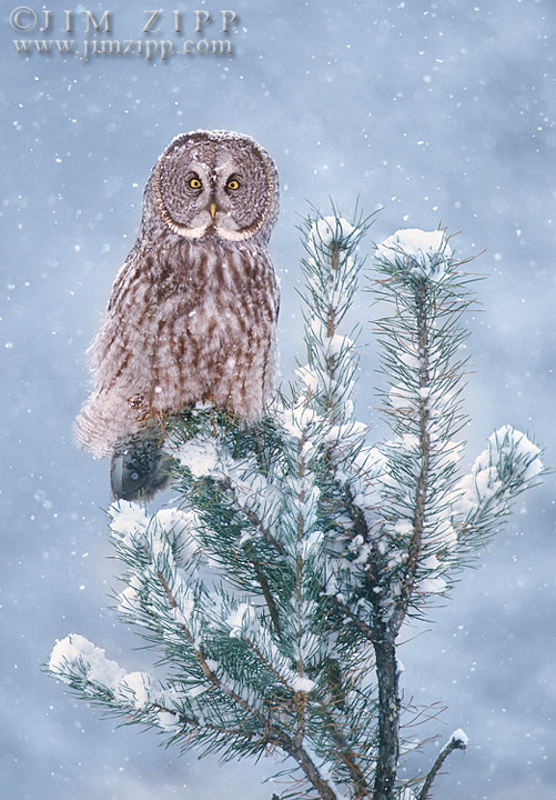 Great Gray Owl in snow