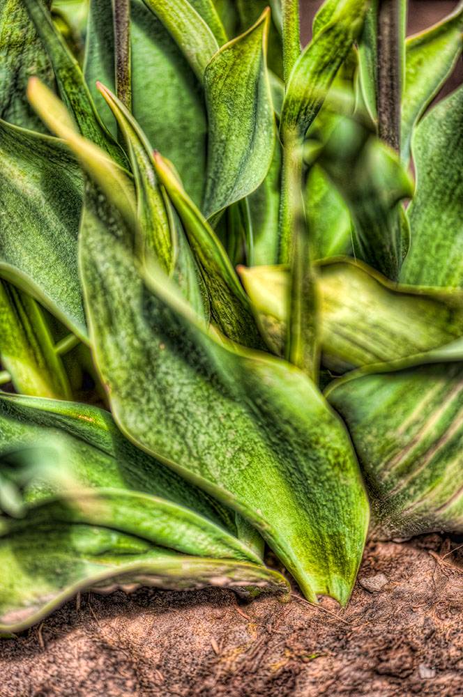 Tulip Leaves