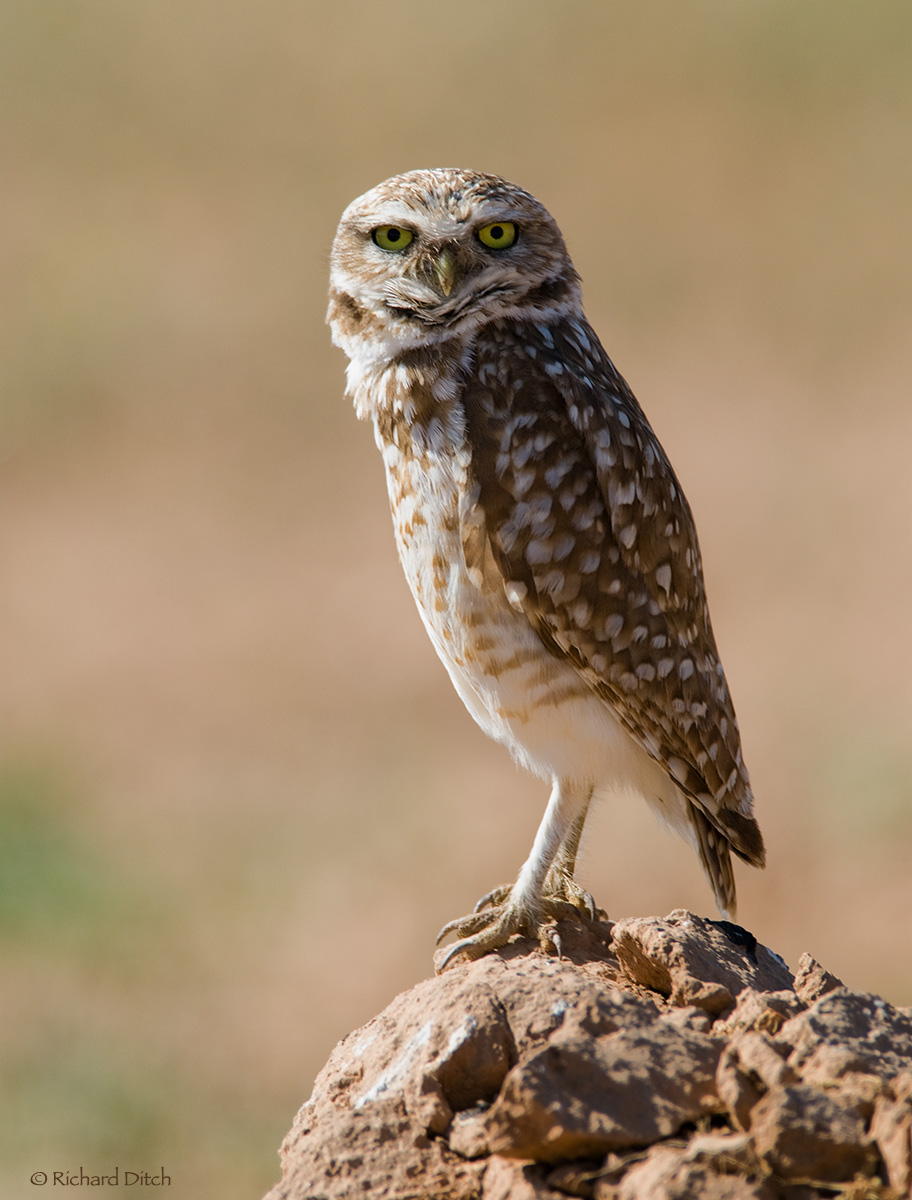 Burrowing Owl