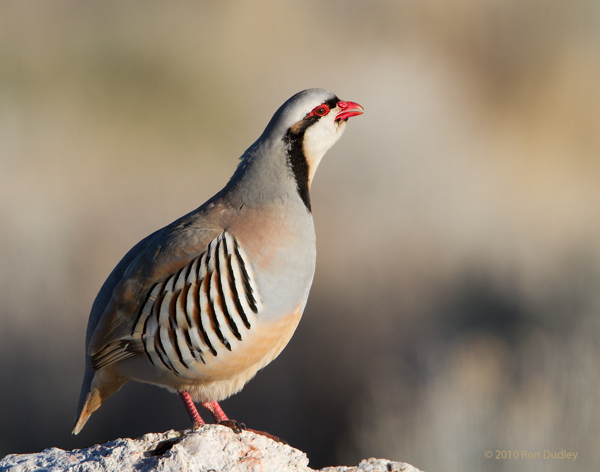 Chukar