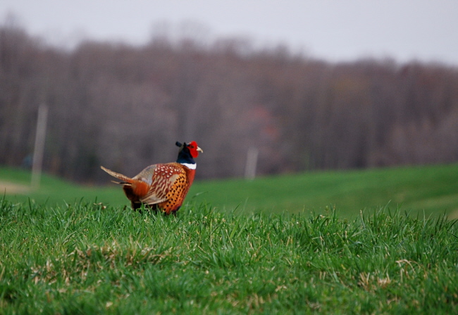 Ring-Necked Pheasant