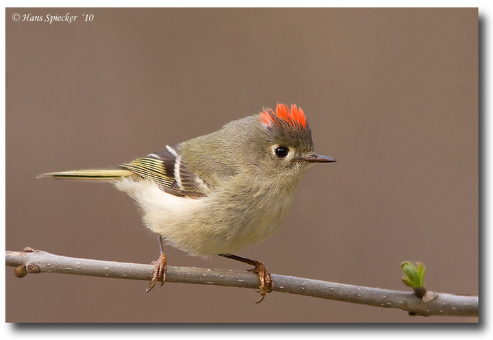 Ruby-crowned Kinglet