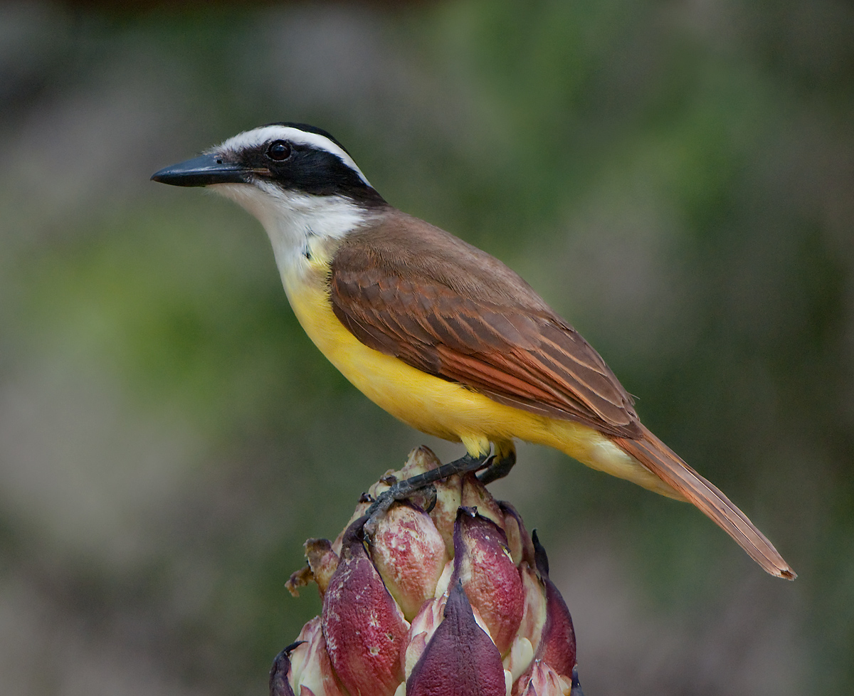 Greater Kiskadee 