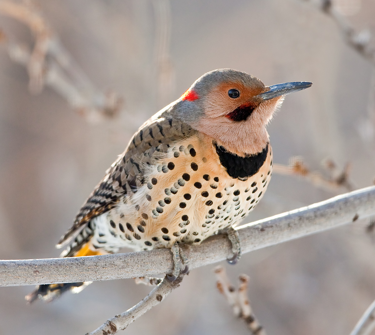 Northern Flicker 