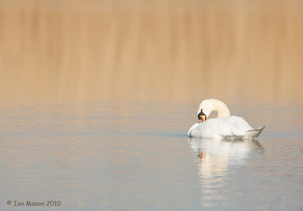 Peace at the Pond