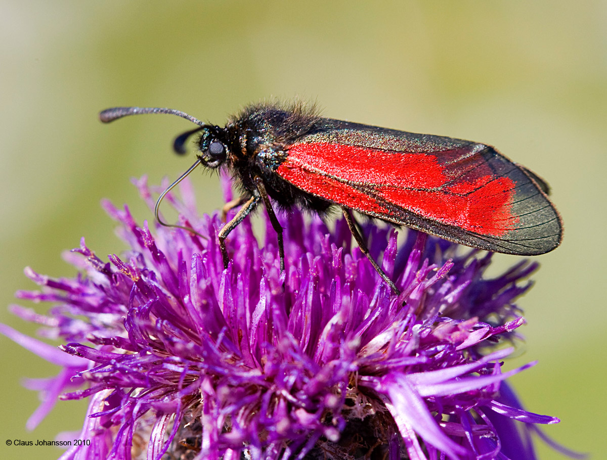 Zygaena purpuralis
