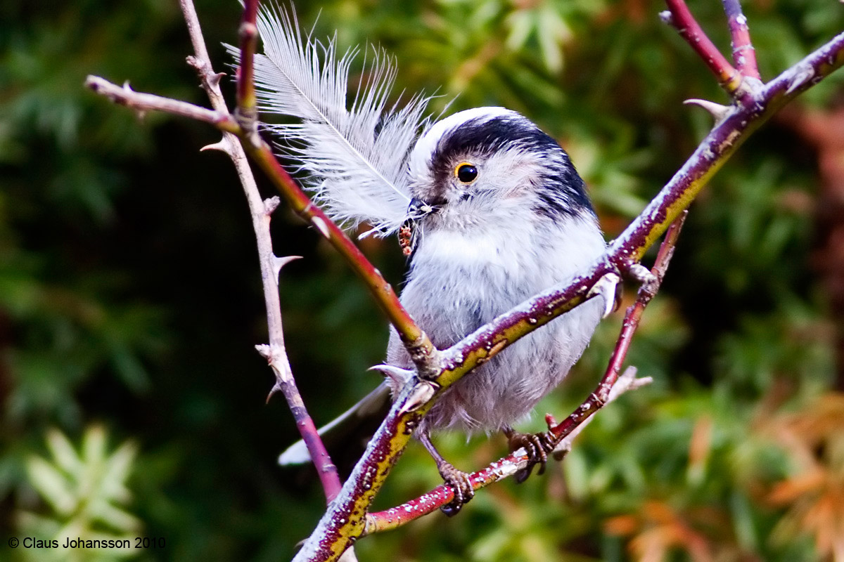 Borrowed feathers