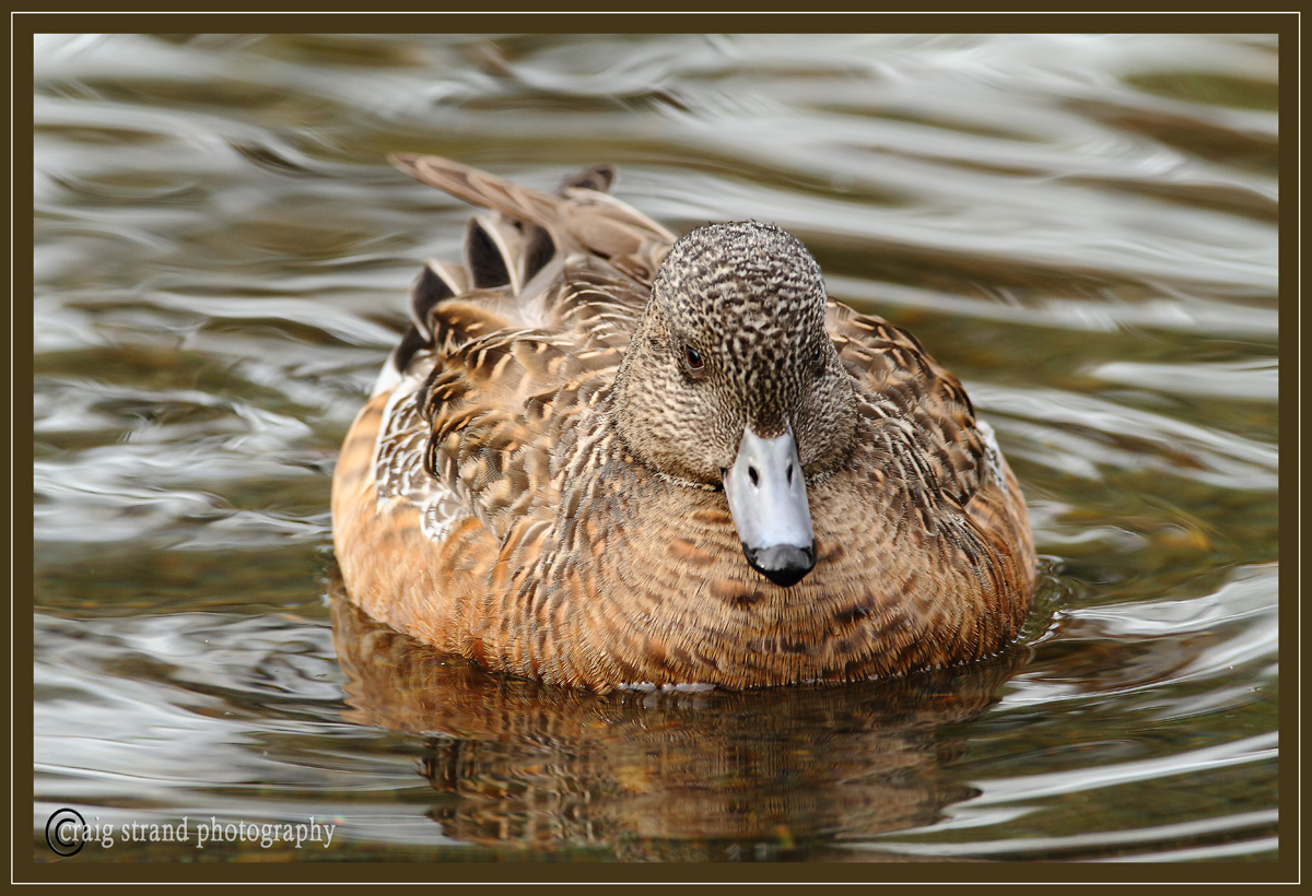 Widgeon hen