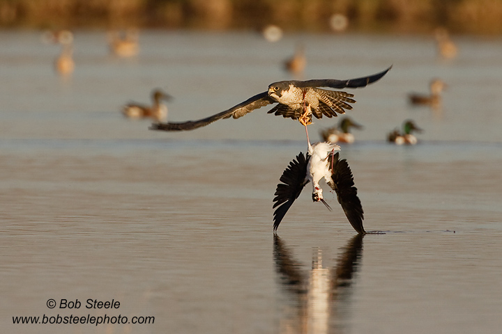 Peregrine Falcon