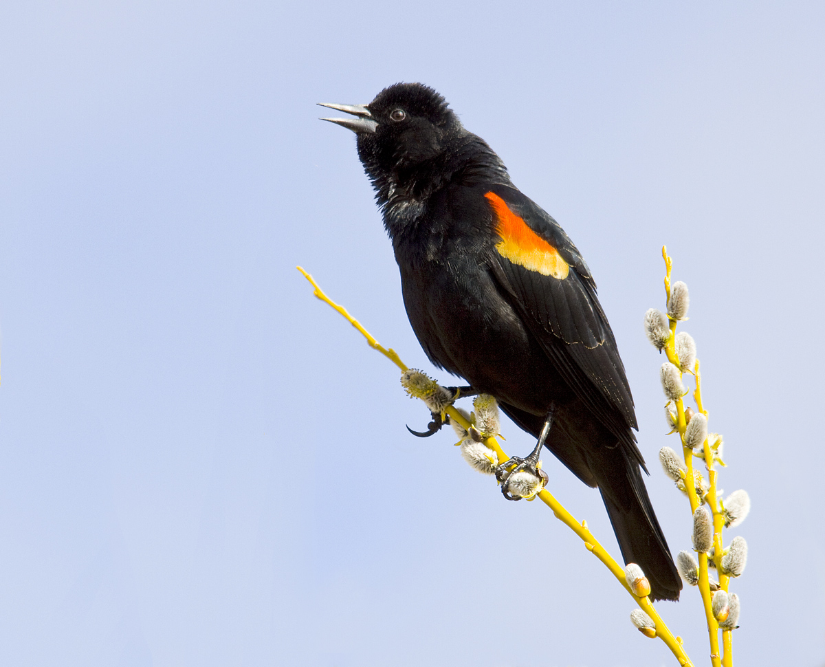 Singing Redwing