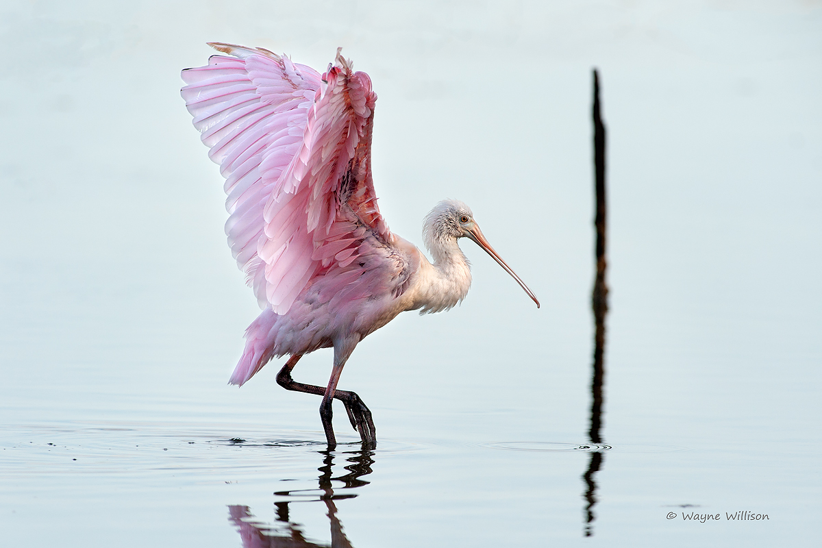 Roseatte Spoonbill