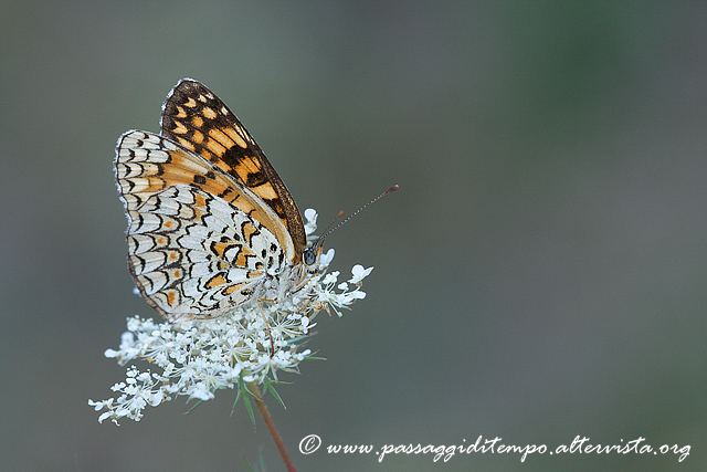 BF on white flower