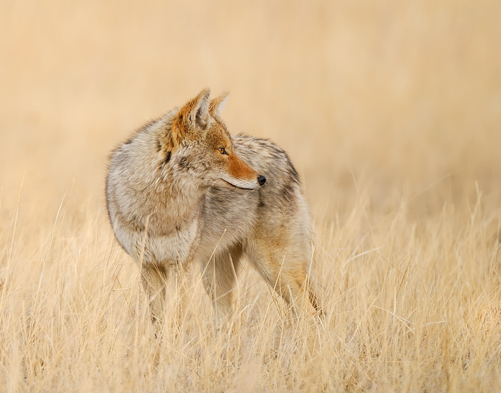 Late Winter Coyote