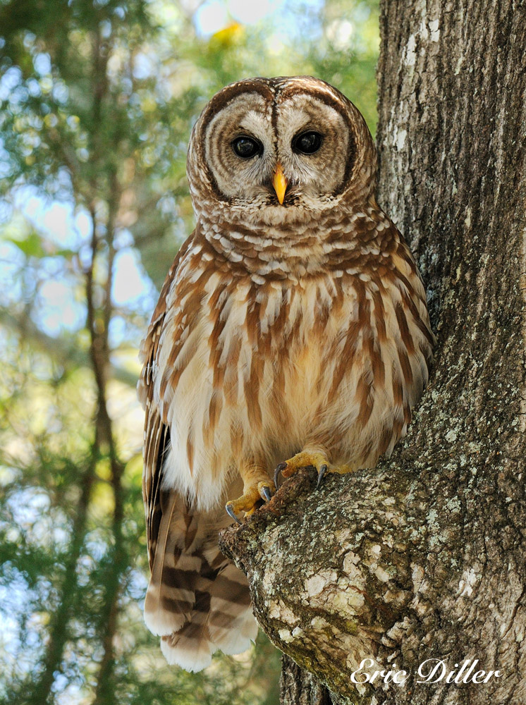 Barred Owl just hanging 