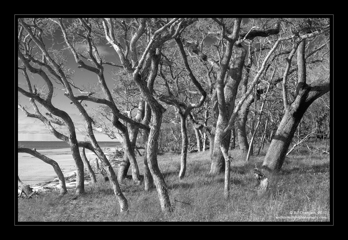 Bouquet of Oaks