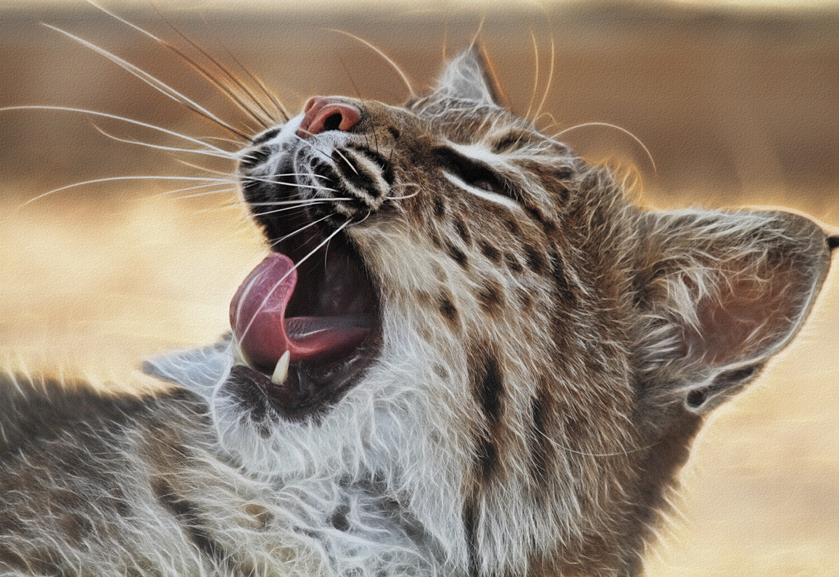 Bobcat (c)