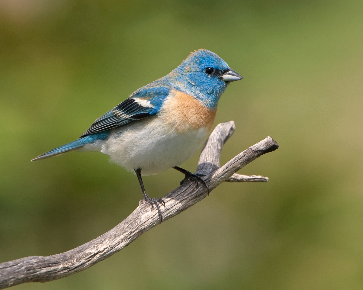 Lazuli Bunting