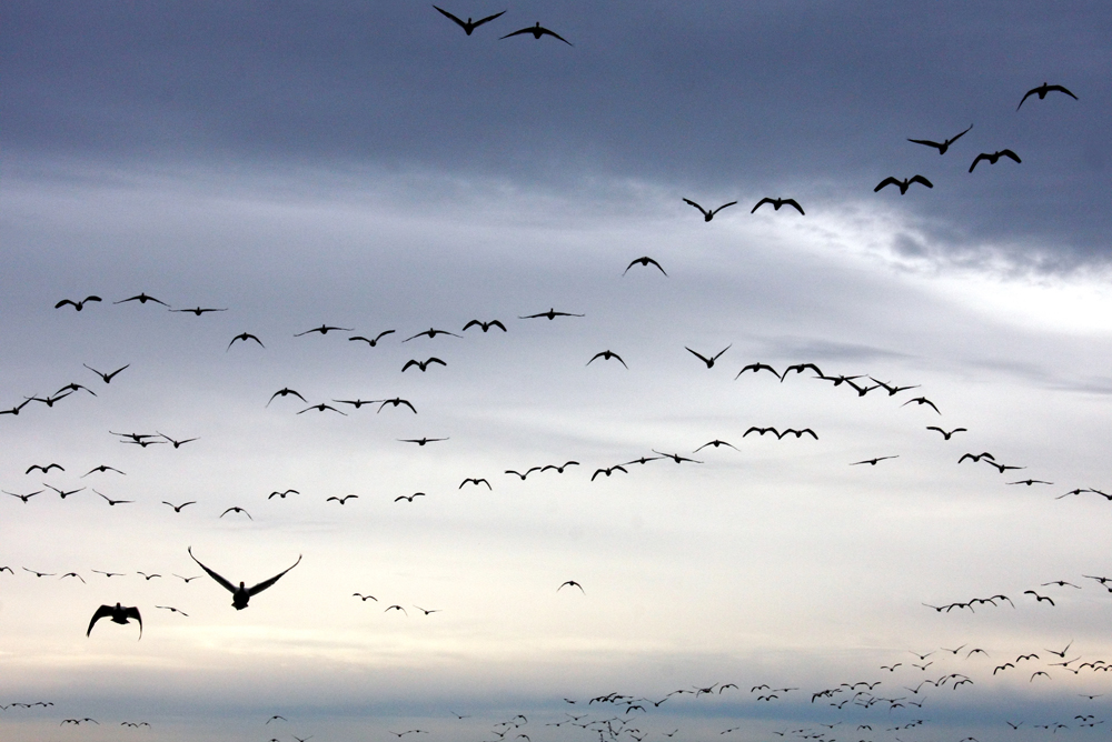 Peuple migrateur