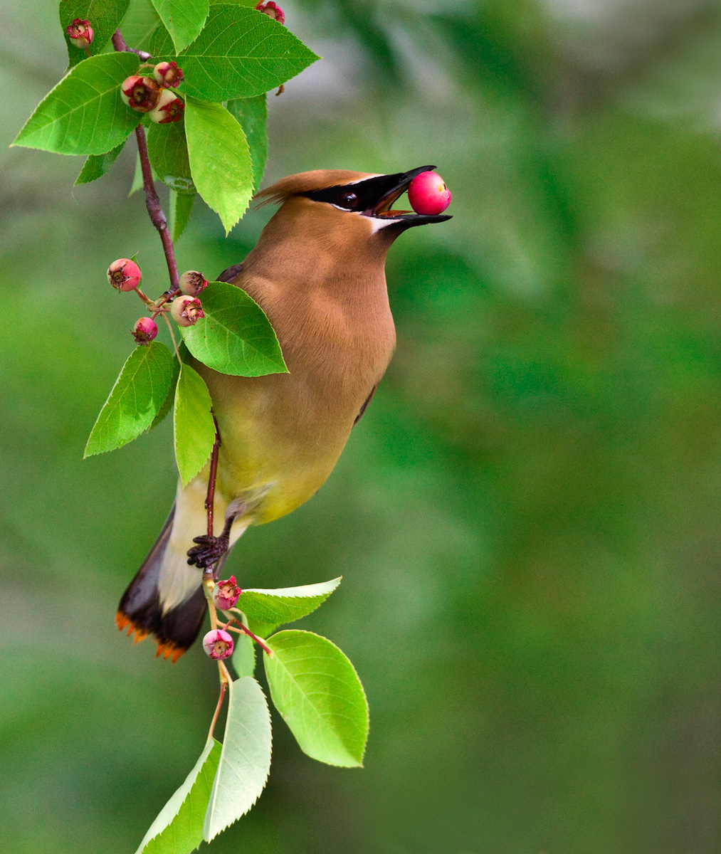 Cedar Waxwing