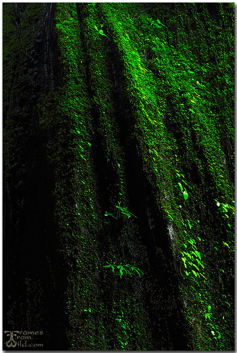 Mossy world ( + Repost )