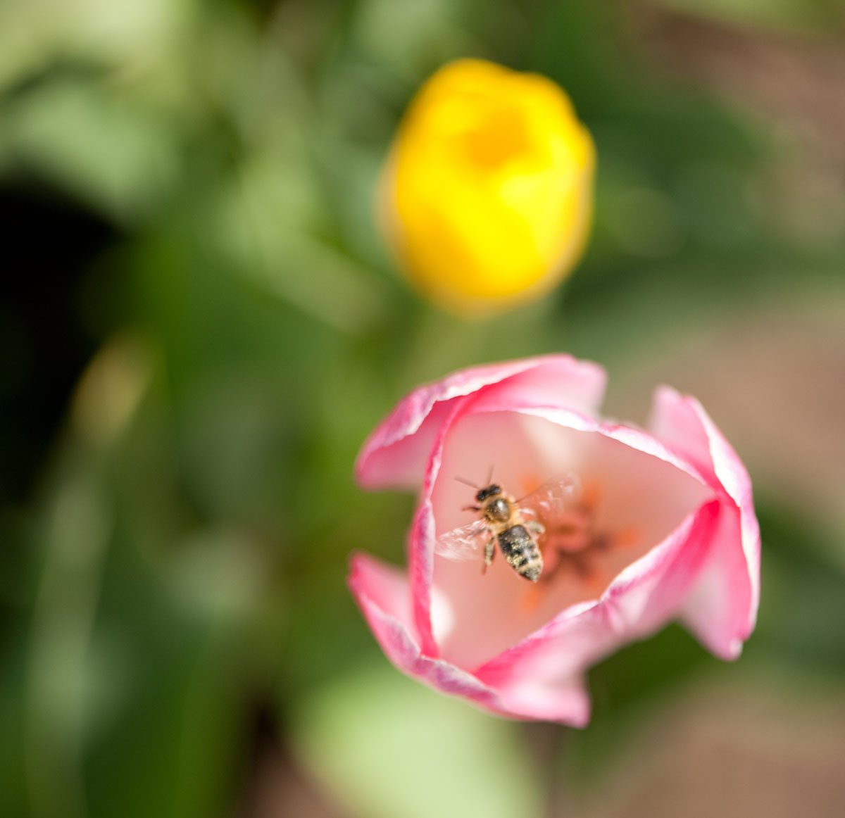 Tulip with a Bee