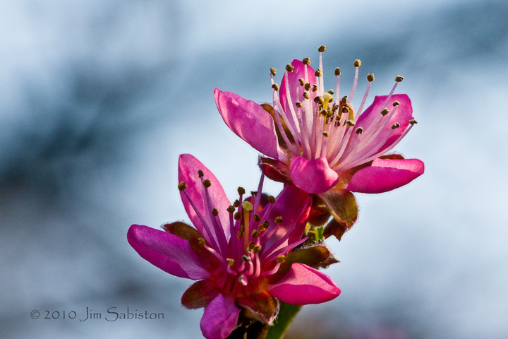 Peach Blossom Dawn