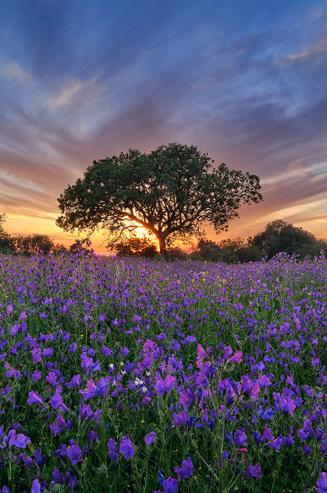 Spring Dream (+repost)