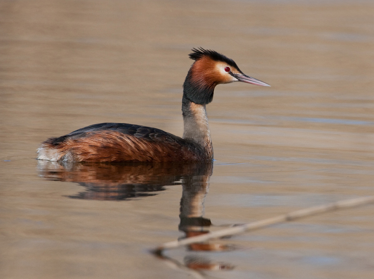Great Crested Grebe