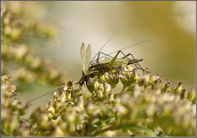 The two tree crickets