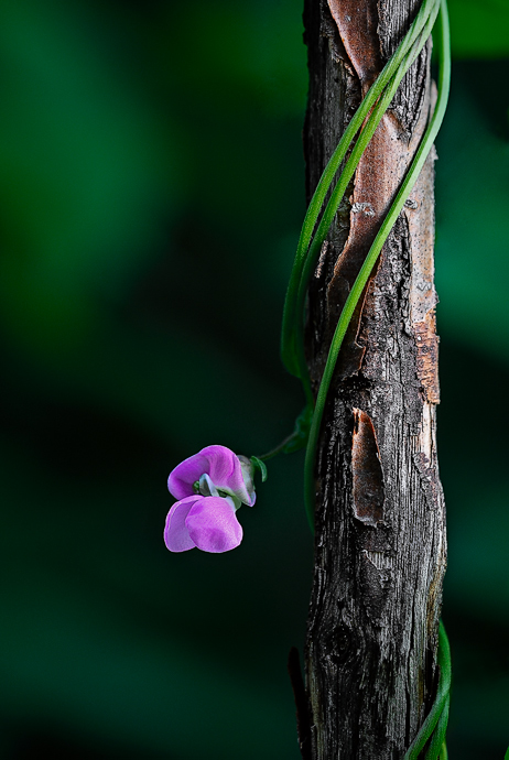 In its habitat