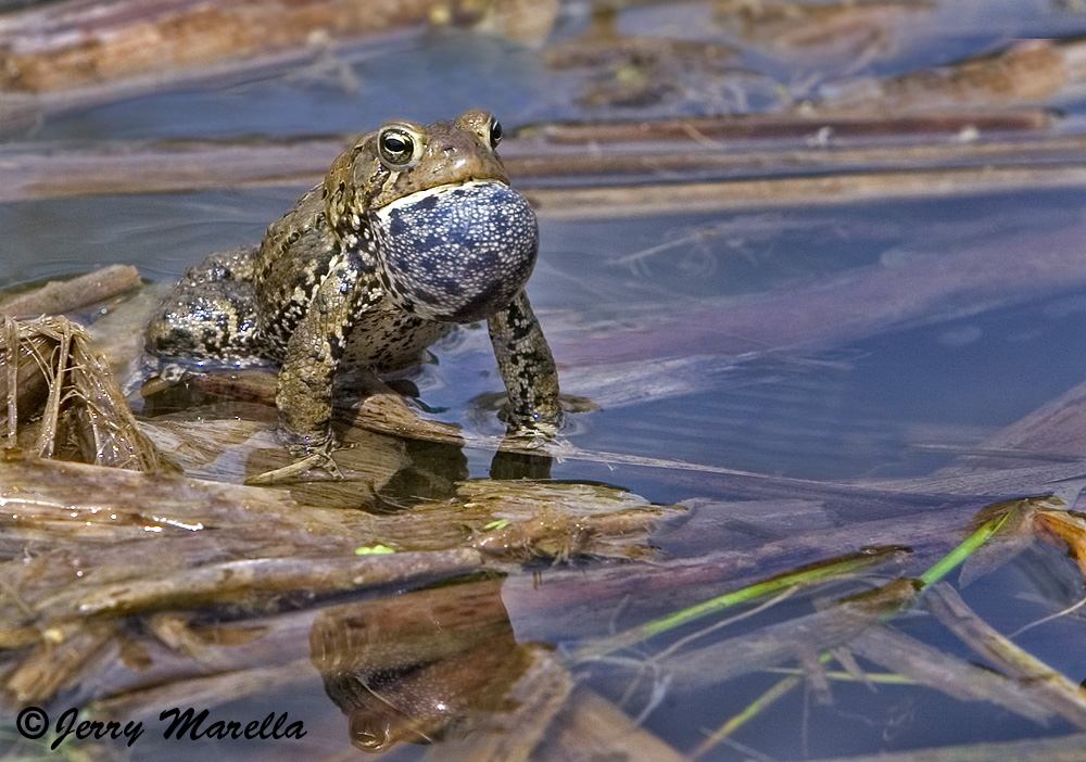 American Toad