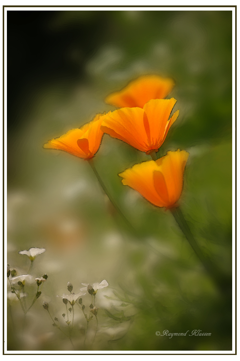Nature's Palette