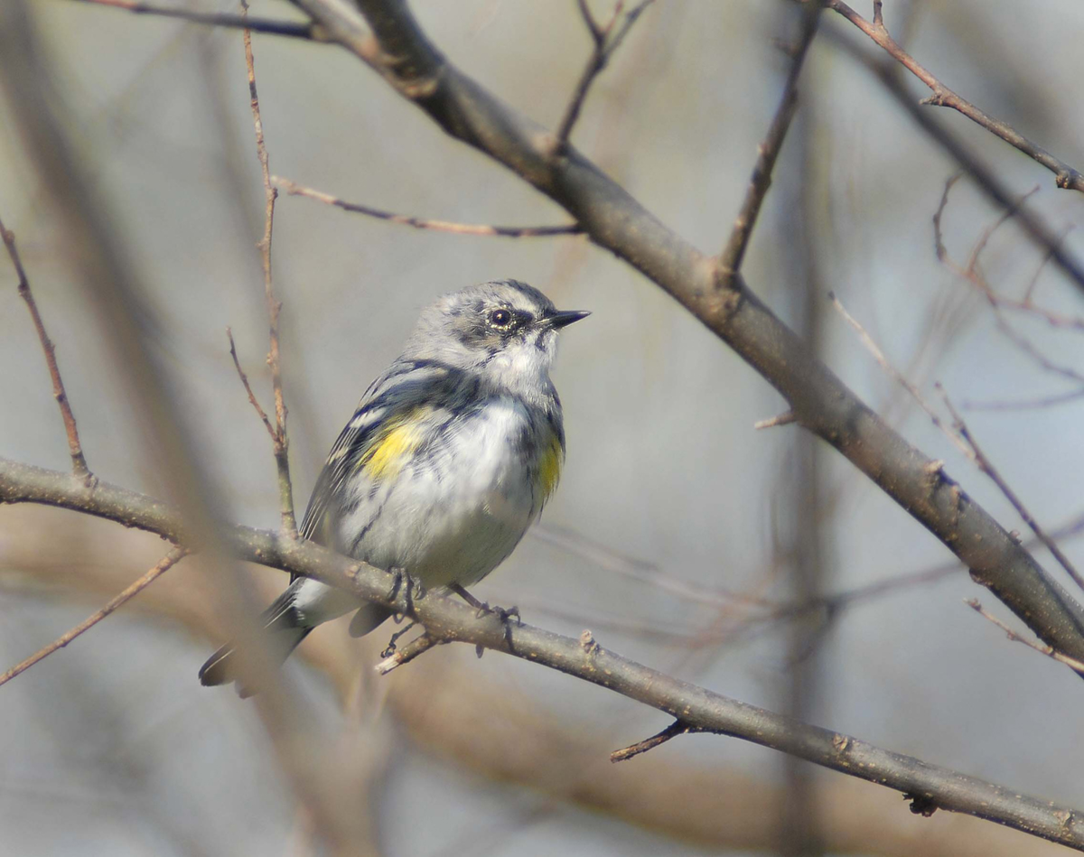 Yellow-rumped warbler