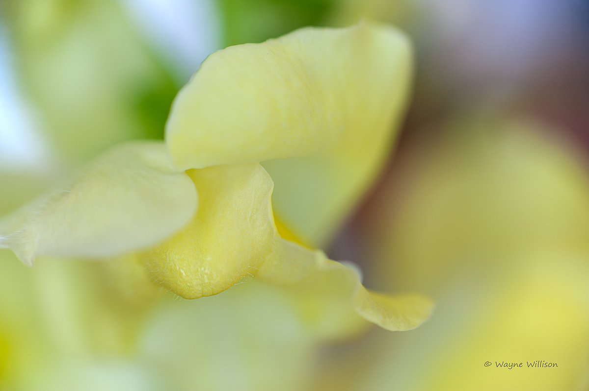 Snapdragon