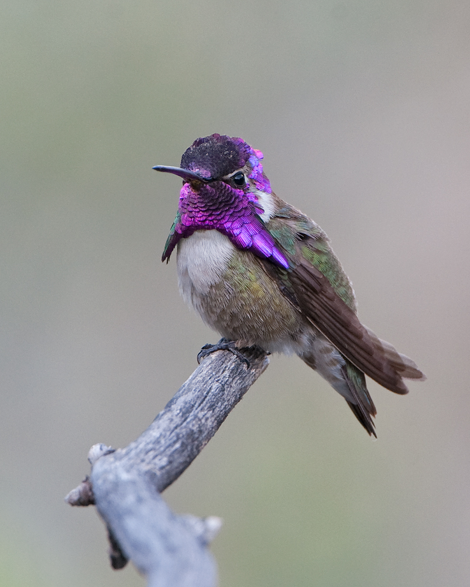  Costa's Hummingbird